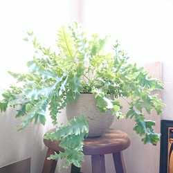 ●数量限定●　最も美しいシダ植物　大きめ　吊下げ・壁掛け＆卓上可　”フレボディウム　ダバナ　鉢カバーセット”　観葉植物 2枚目の画像
