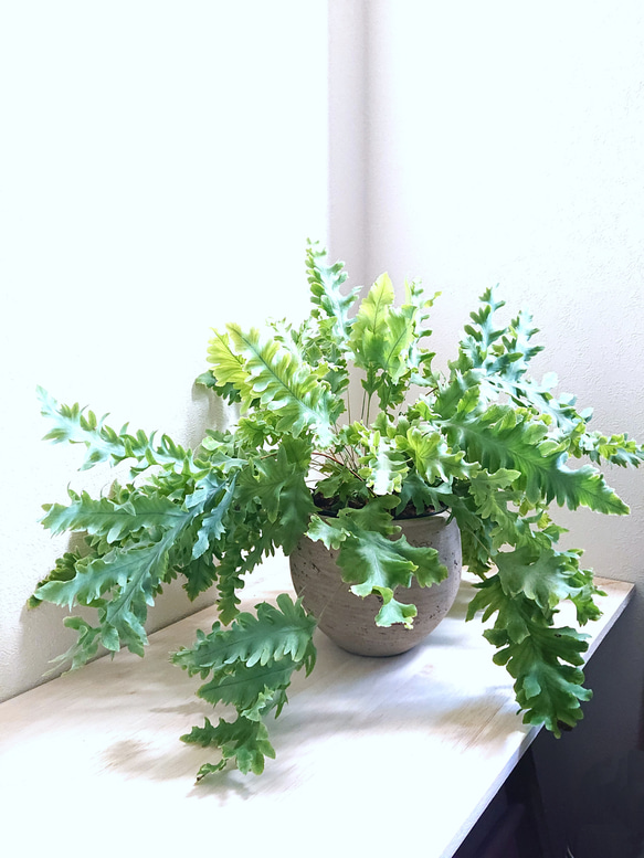 ●数量限定●　最も美しいシダ植物　大きめ　吊下げ・壁掛け＆卓上可　”フレボディウム　ダバナ　鉢カバーセット”　観葉植物 6枚目の画像