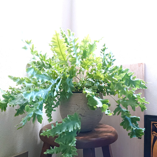 ○数量限定○ 最も美しいシダ植物 大きめ 吊下げ・壁掛け＆卓上