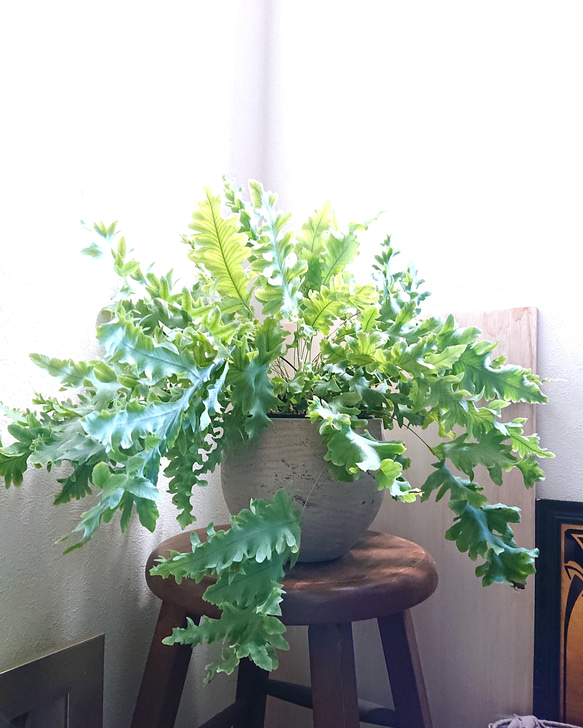 ●数量限定●　最も美しいシダ植物　大きめ　吊下げ・壁掛け＆卓上可　”フレボディウム　ダバナ　鉢カバーセット”　観葉植物 1枚目の画像