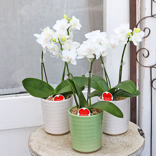 鉢花 ミニ 胡蝶蘭 コチョウラン リアン 2本立 陶器ポット