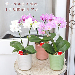 【特選】　胡蝶蘭　2種8ポット　ファレノプシス d35c117bff2d7df35a4d744ccd3558