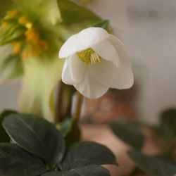 凛とした白花！クリスマスローズ”ニゲル マリア”◆ギフト　グリーン 6枚目の画像
