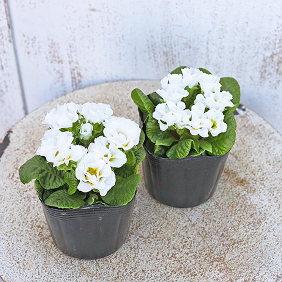 花苗 プリムラ ジュリアン フラッシュ ホワイト 3号ポット バラ咲き 華やか 庭 花壇 耐寒性 庭植え 寄せ植え 3枚目の画像