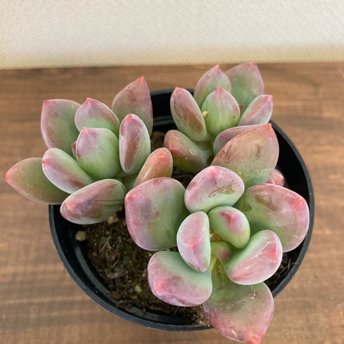 コーネリアス 多肉植物 根張り良好苗 多肉植物 GONZU 通販｜Creema 