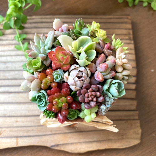 多肉植物寄せ植えそのまま飾れる 素焼き鉢 多肉植物 galleryk's植物