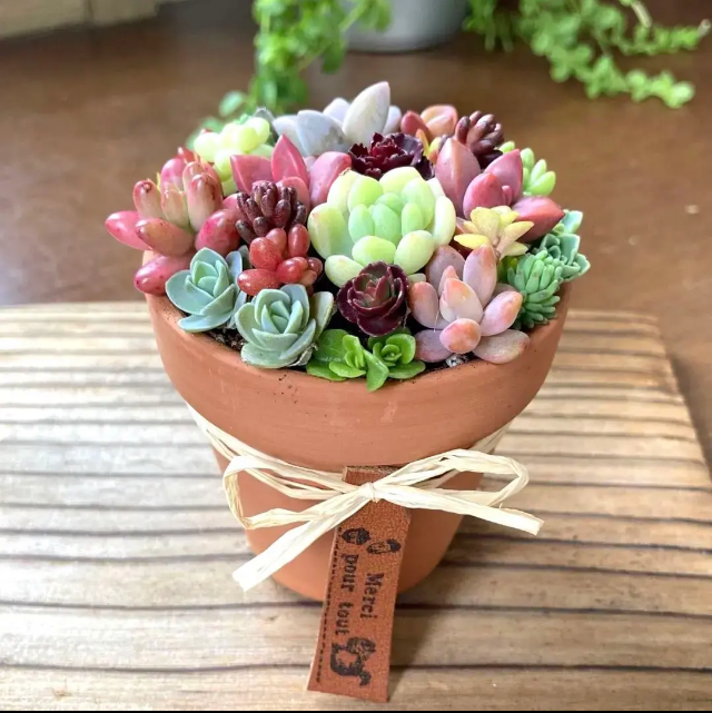 多肉植物寄せ植えそのまま飾れる 素焼き鉢 多肉植物 galleryk's
