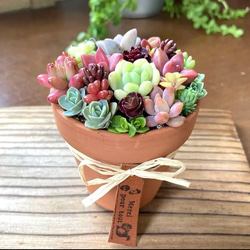 多肉植物寄せ植えそのまま飾れる 素焼き鉢 多肉植物 galleryk's GONZU