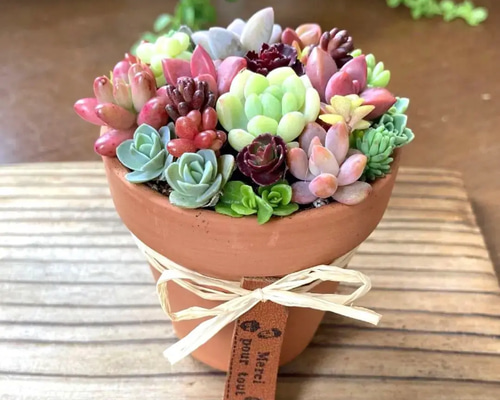❤️専用❤️多肉植物❤️そのまま飾れる寄せ植え❤️ ❤️専用❤️多肉植物❤️そのまま飾れる寄せ植え❤️ - メルカリ