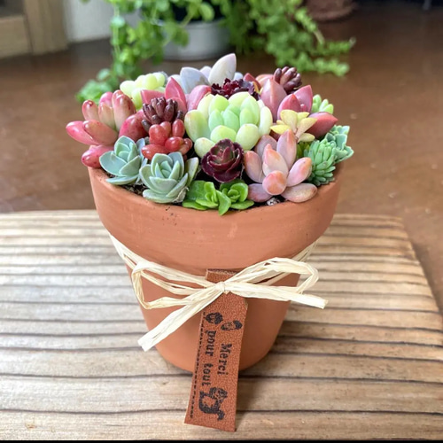 ❤️多肉植物❤️そのまま飾れる寄せ植え❤️３点セット❤️ 多肉植物 そのまま飾れる♡寄せ植え♡3点セット - メルカリ