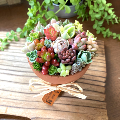 多肉植物寄せ植えそのまま飾れる 素焼き鉢 多肉植物 galleryk's植物