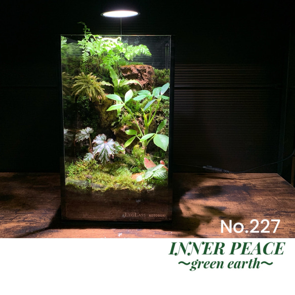 227 苔アート 苔テラリウム イモリウム カエルリウム 完成品