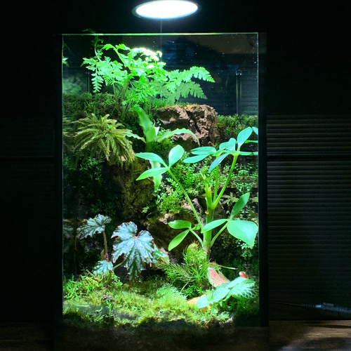 227 苔アート 苔テラリウム イモリウム カエルリウム 完成品