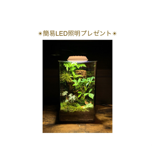 227 苔アート 苔テラリウム イモリウム カエルリウム 完成品