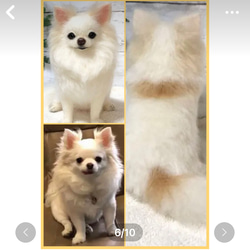 羊毛フェルト☆【オーダーメイド】☆ハンドメイド ☆犬☆メモリアル☆リアル☆ぬいぐるみ☆贈り物☆愛犬☆うちの子☆虹の橋 6枚目の画像