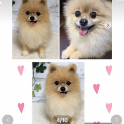 羊毛フェルト☆【オーダーメイド】☆ハンドメイド ☆犬☆メモリアル☆リアル☆ぬいぐるみ☆贈り物☆愛犬☆うちの子☆虹の橋 4枚目の画像