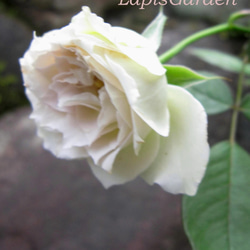 レア切花品種薔薇（lapis veil）★5号ロングスリット鉢 5枚目の画像
