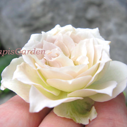 レア切花品種薔薇（lapis veil）★5号ロングスリット鉢 4枚目の画像