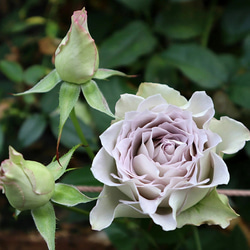 レア切花品種薔薇（lapis veil）★5号ロングスリット鉢 8枚目の画像
