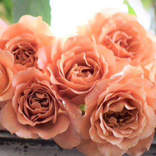 レア切花品種・薔薇☆シックなブラウン系のバラ（ Raffine porte