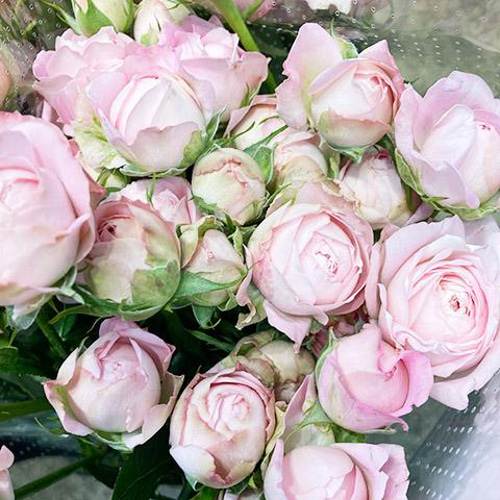 レア切花品種・薔薇☆ペットにも安心なトゲなしバラ☆La Pretty☆４号ロングスリット鉢☆植え替えセット選択可 その他インテリア雑貨 ラピスガーデン  通販｜Creema(クリーマ) 14351274