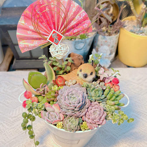 ・:*速達付き多肉植物そのまま飾れる・:*お正月.縁起物.お年賀 速達付き多肉植物そのまま飾れる・:*お正月.縁起物.お年賀