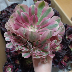 アエオニウムピンクウィッチ超美苗 超人気 ブーケ花束 4枚目の画像