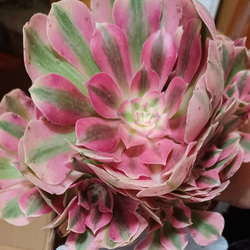 アエオニウムピンクウィッチ超美苗 超人気 ブーケ花束 1枚目の画像