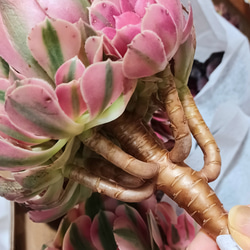 アエオニウムピンクウィッチ超美苗 超人気 ブーケ花束 3枚目の画像