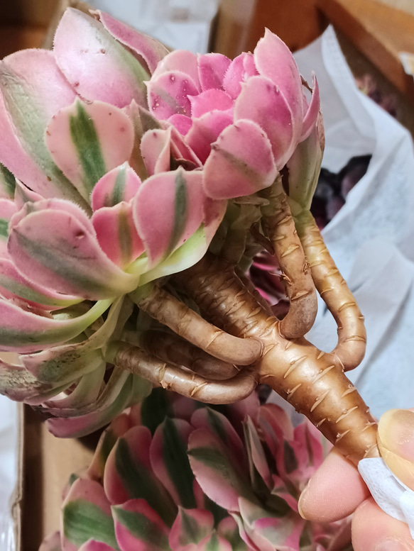 アエオニウムピンクウィッチ超美苗 超人気 ブーケ花束 3枚目の画像