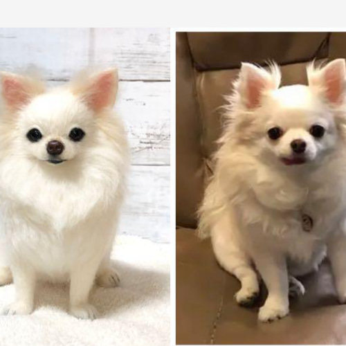 羊毛フェルト☆【オーダーメイド】☆ハンドメイド ☆チワワ☆犬