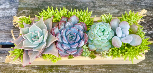 ★多肉植物　寄せ植え〜手作り　木製手押しカート　アイスクリーム屋さん〜★ ☆多肉植物 寄せ植え〜手作り 木製手押しカート アイスクリーム