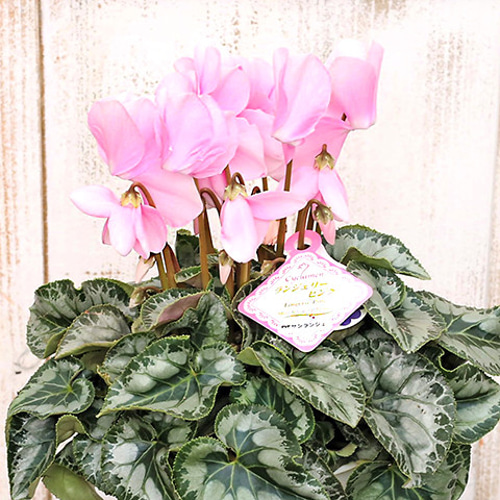 値下げセール現品販売 花鉢 シクラメン ランジェリー ピンク 5号