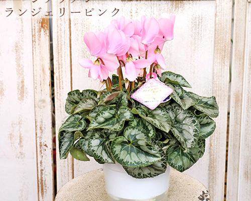値下げセール現品販売 花鉢 シクラメン ランジェリー ピンク 5号