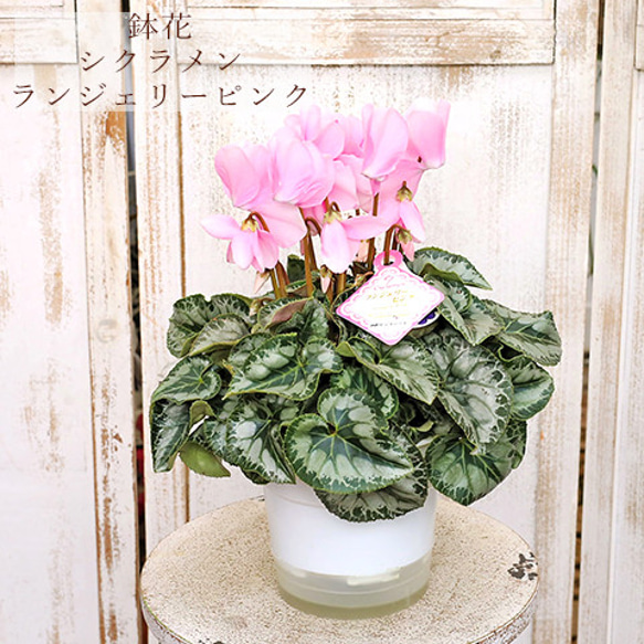 値下げセール現品販売 花鉢 シクラメン ランジェリー ピンク 5号