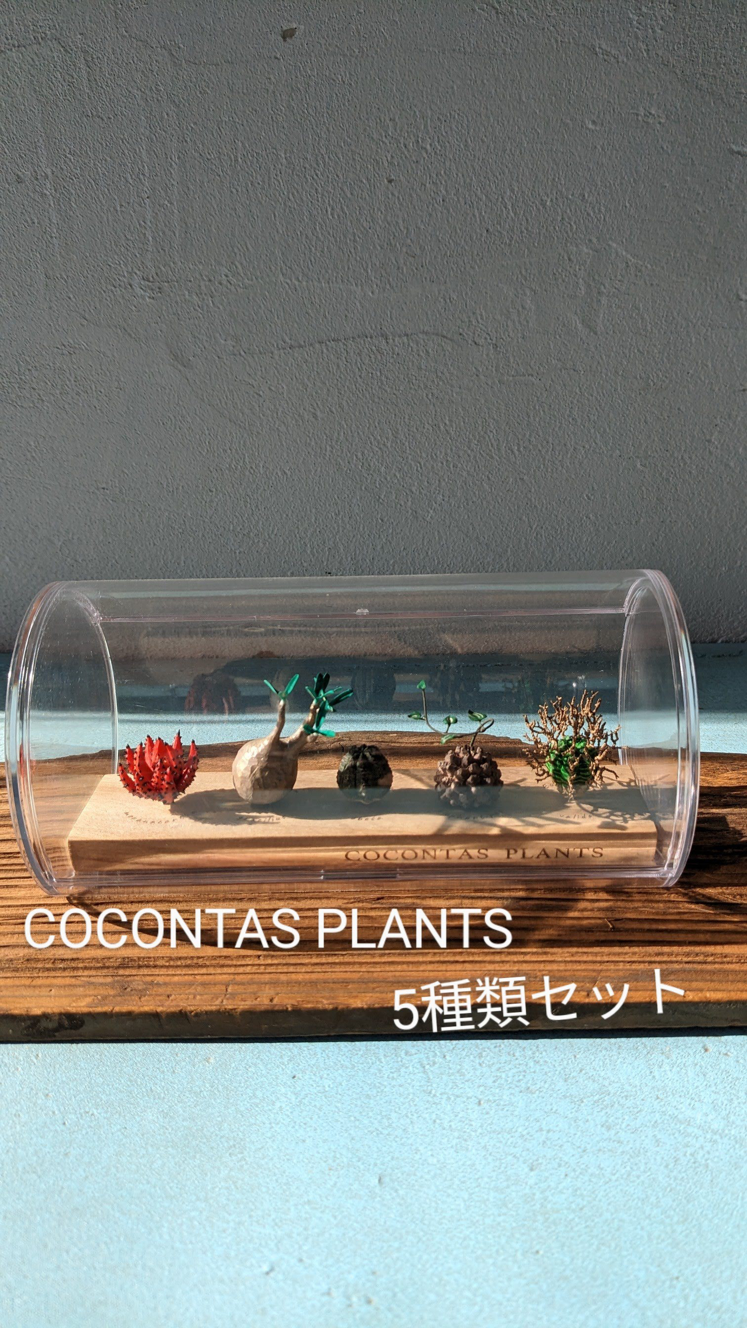 COCON+PLANTS　5種類セット 38,000円