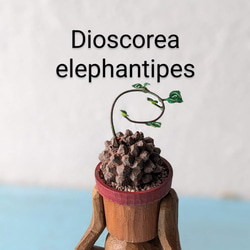 (ＣＰ)Dioscorea elephantipes 1枚目の画像