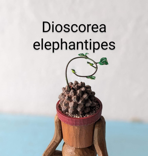 (ＣＰ)Dioscorea elephantipes 1枚目の画像