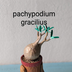 (ＣＰ)pachypodium gracilius（パキポディウム　グラキリス） 1枚目の画像