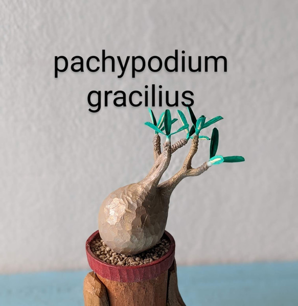 (ＣＰ)pachypodium gracilius（パキポディウム　グラキリス） 1枚目の画像