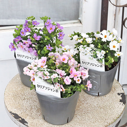 花苗 イングリッシュラベンダー セリーヌ 3.5号 多年草 ハーブ