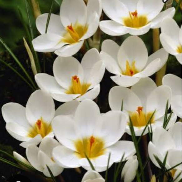 【クリサンサスアードシェンク 2球】丸弁寒咲クロッカス 清楚なホワイトの美 花壇のギャザリングに 宿根草植えっ放し 3枚目の画像
