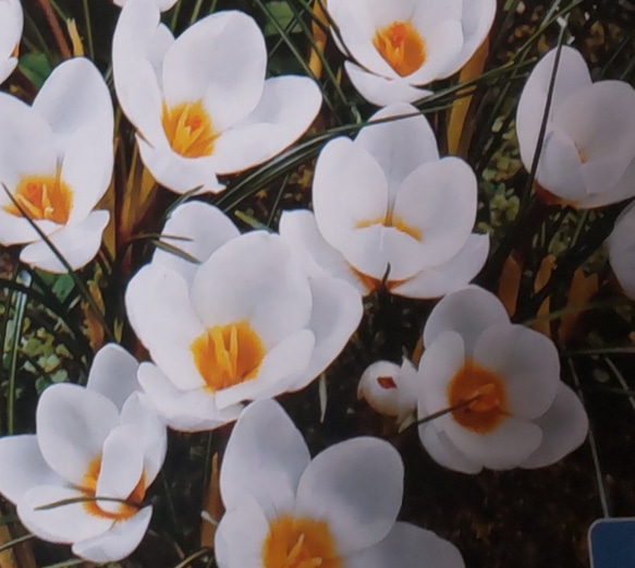 【クリサンサスアードシェンク 2球】丸弁寒咲クロッカス 清楚なホワイトの美 花壇のギャザリングに 宿根草植えっ放し 5枚目の画像