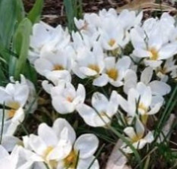 【クリサンサスアードシェンク 2球】丸弁寒咲クロッカス 清楚なホワイトの美 花壇のギャザリングに 宿根草植えっ放し 1枚目の画像