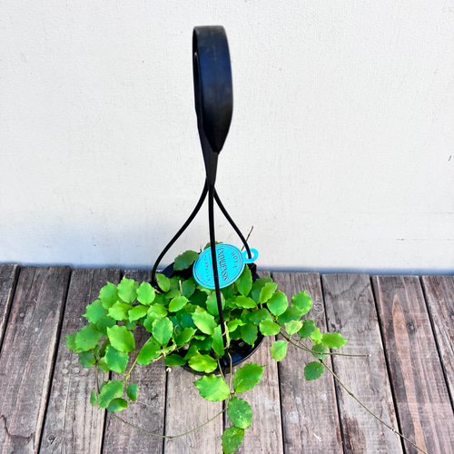 ITANSE ホヤ クローニアナブラック 観葉植物 5号吊り鉢/1個売り