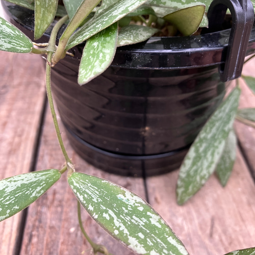ホヤ クローニアナブラック 【観葉植物 5号吊り鉢／1個売り