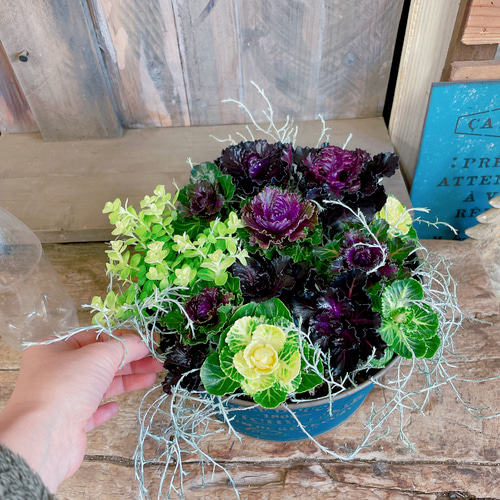 ラスト！SALE♡お洒落な寄せ植え♡【つやつやハボタンたっぷり