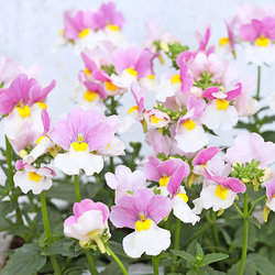 花苗 宿根 ネメシア ベリーピンク 3.5号ポット 多年草 四季咲き パステルカラー かわいい 丈夫 育てやすい 庭 1枚目の画像