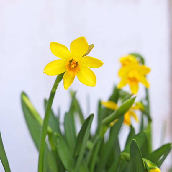 花苗 スイセン ミニ水仙 ティタティタ 3.5号 テータテート イエロー 黄