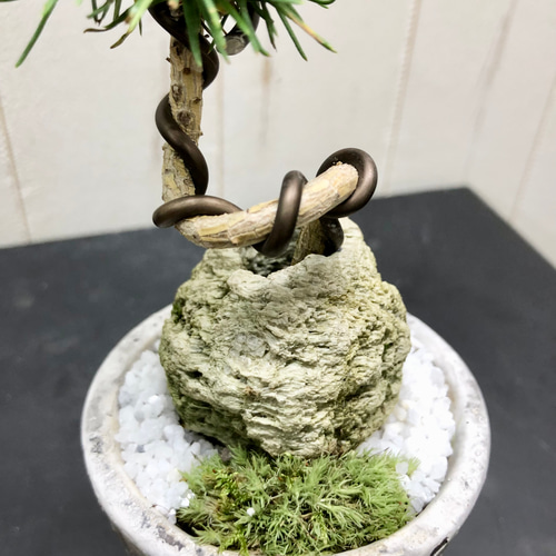 ミニ盆栽 松 その他インテリア雑貨 PLANTS SHOP OLIVE 通販 ミニ盆栽 松 その他インテリア雑貨 PLANTS SHOP OLIVE 通販